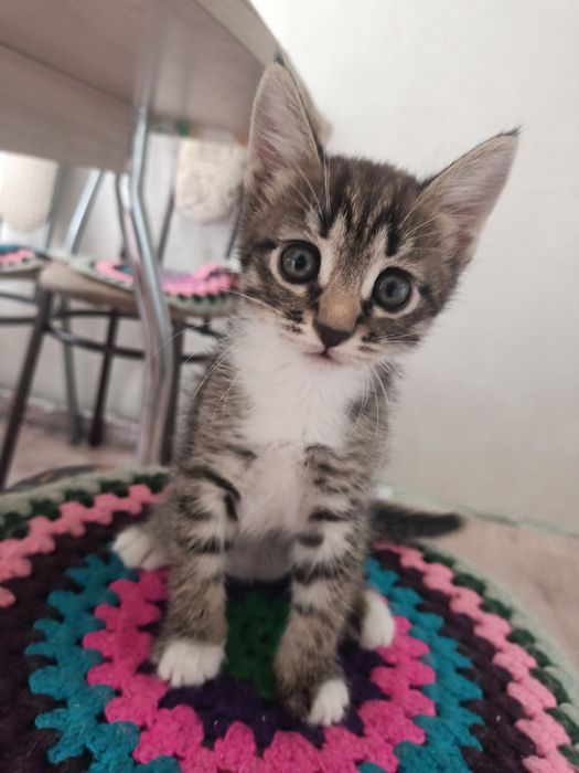 Отдам красивых котят