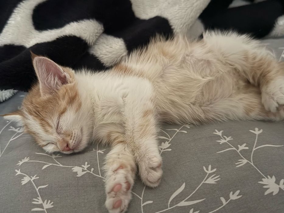 Котенок в добрые руки