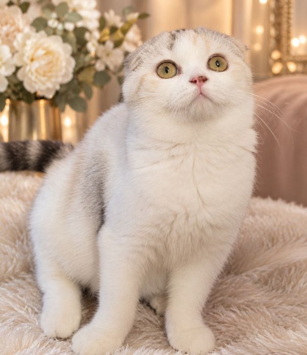 Котята Шиншиллы Бикалоры