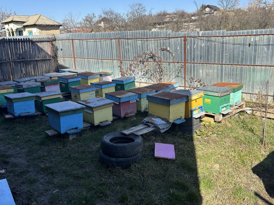 Vand 40 de roiuri de albine.