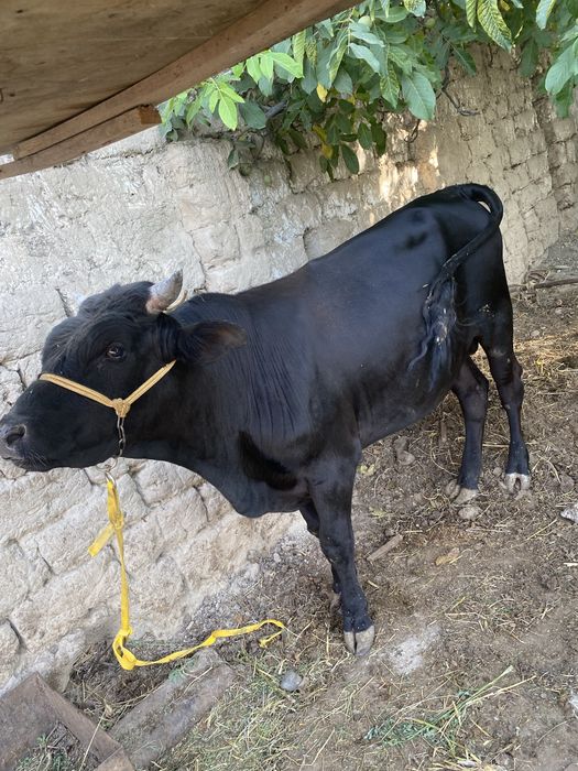 Boqma Buqa sotiladi