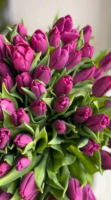 Тюльпаны из Голландии