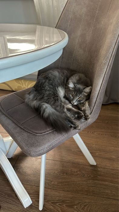 Кошка, помесь Мейн-кун