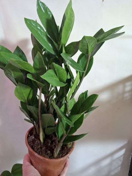 Долларовый  цветок замиокулькус