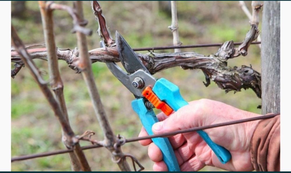 Обрезка деревьев винограда