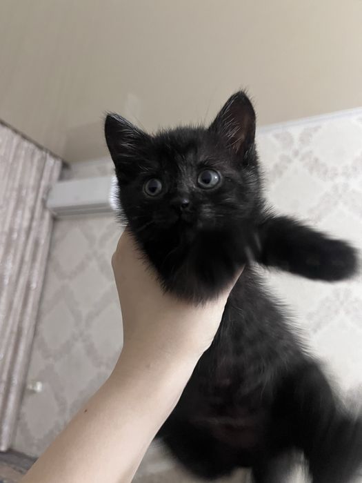 Отдам в добрые руки котёнка