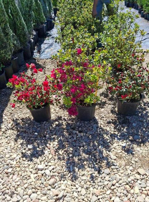 plante ornamentale