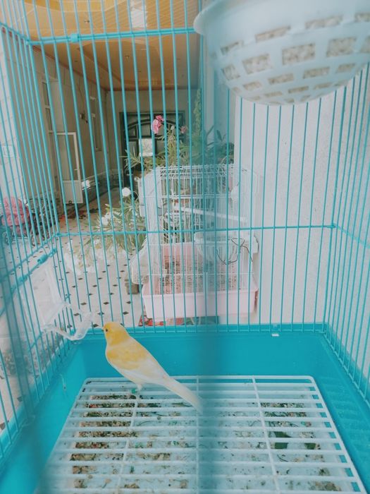 Kanareka nar limon