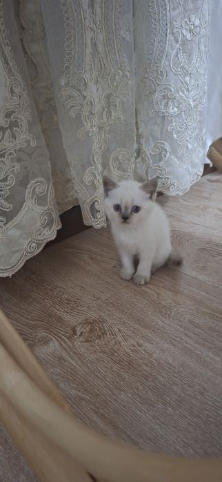 Mushuk    bolalari