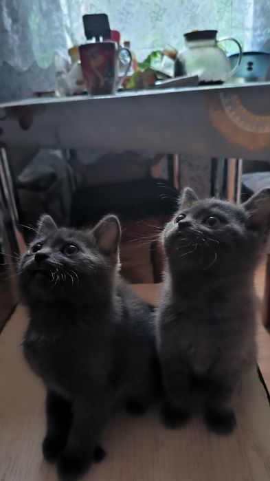 Отдам котят в хорошие руки