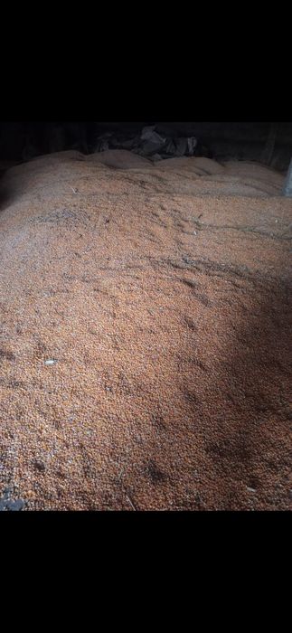 Продам кукурузу   .