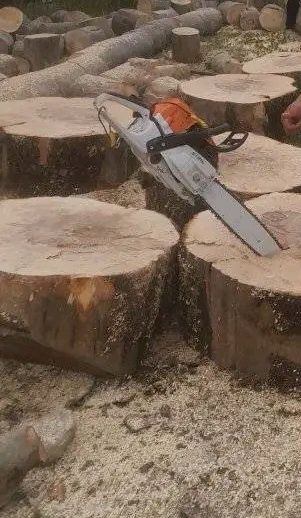 Tai  Lemne de foc cu drujba