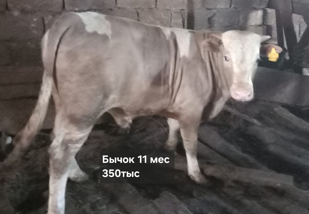Продам бычков 1 год 5 мес, 11 мес и 10 мес