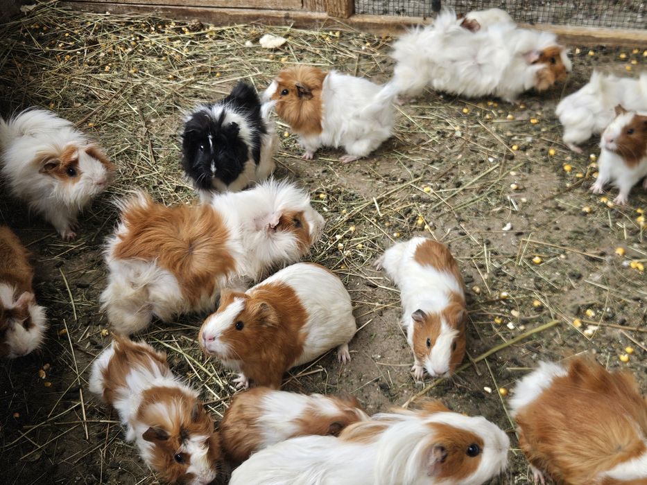 Porcușori de guineea