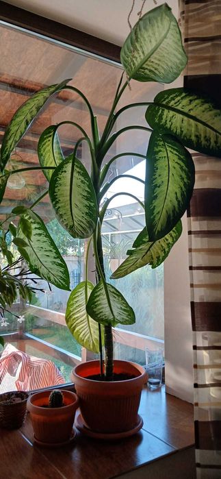 Plante ornamentale - Dieffenbachia & Dracaena