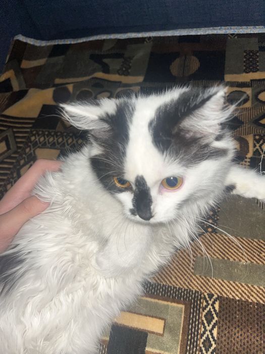 отдам котенка,девочка