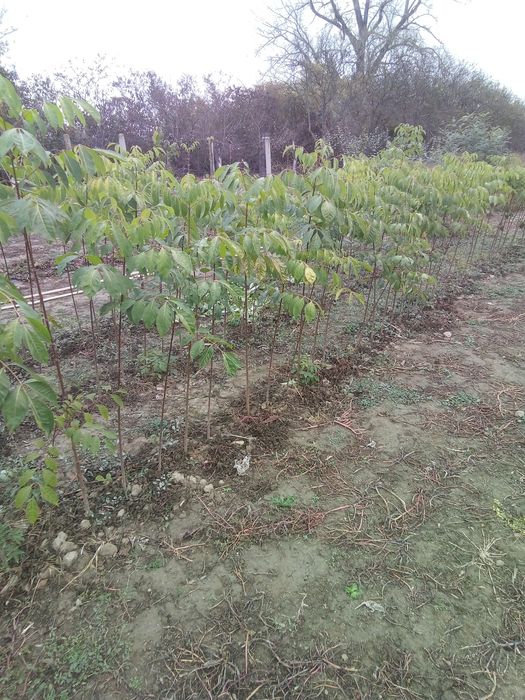 ЕВОДИЯ,СОФОРА,КАРИОПТЕРИС-медоносни дървета и храсти.