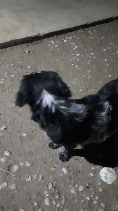 Спаниель  5айлық