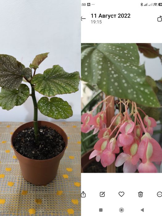 Комнатные красивые цветы.