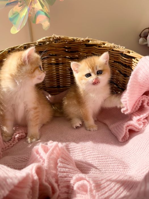 Британские Котята золотая шиншилла
