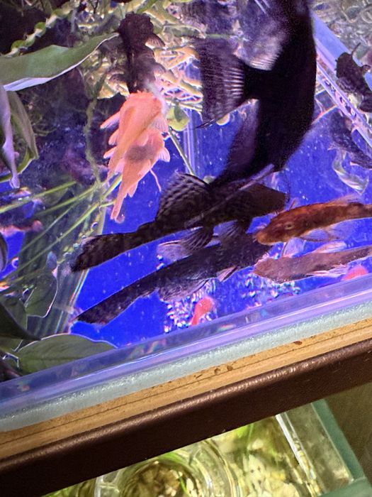 Прода анцитрусов