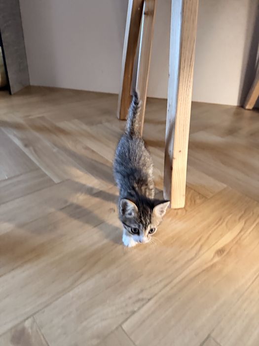 Котенок красивый умный мальчик