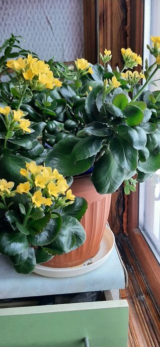 Продаются комнатные цветы