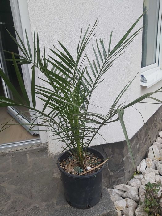 Palmier phoenix canariensis