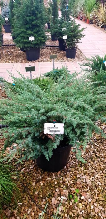 Vindem Enupar târâtor pin mugo