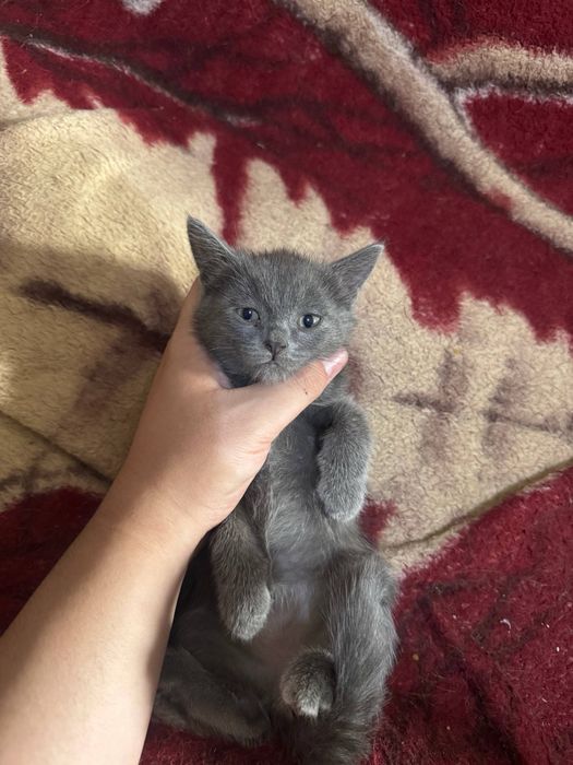 Отдам котят в хорошие руки