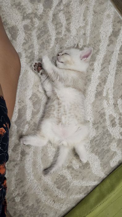 Котята шотландской породы