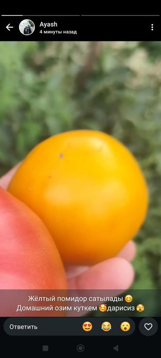 Продам помидоры жёлтые