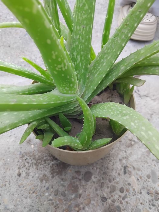 Aloe Vera Barbadensis