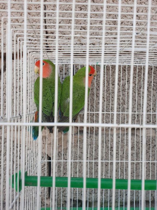 Бизнес килиш учун тайёр ишлаётган Неразлучные попугайлар сотилади.