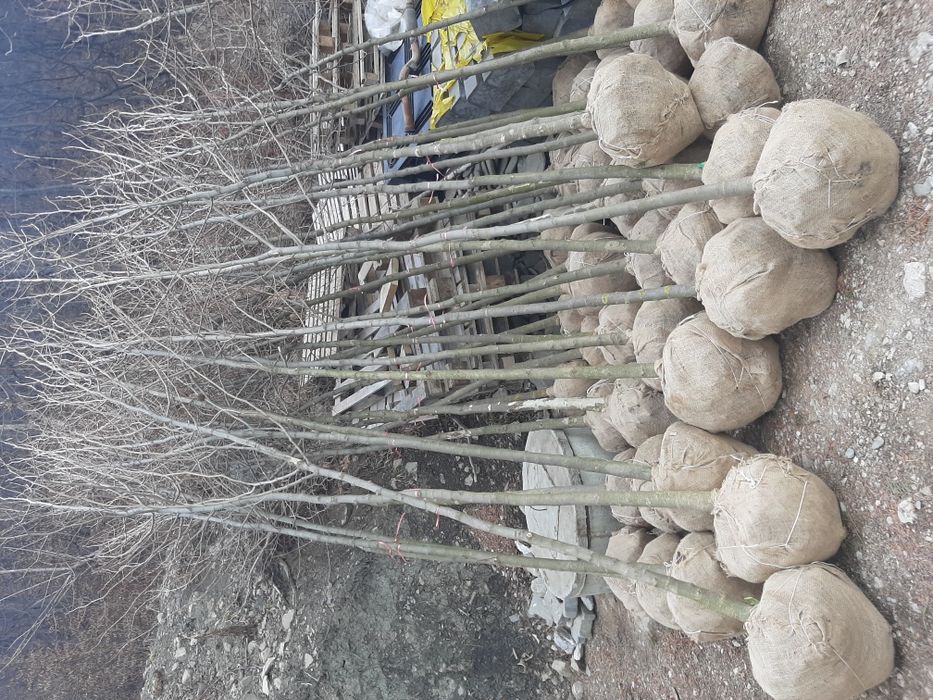 Tuia Brazi Mesteacăn Magnoli Platan Tei etc