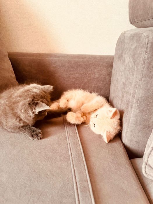 Британские котята