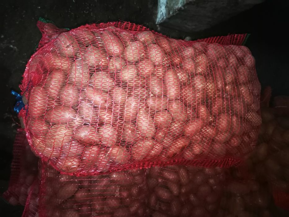 Cartof de sământă roși si albi!