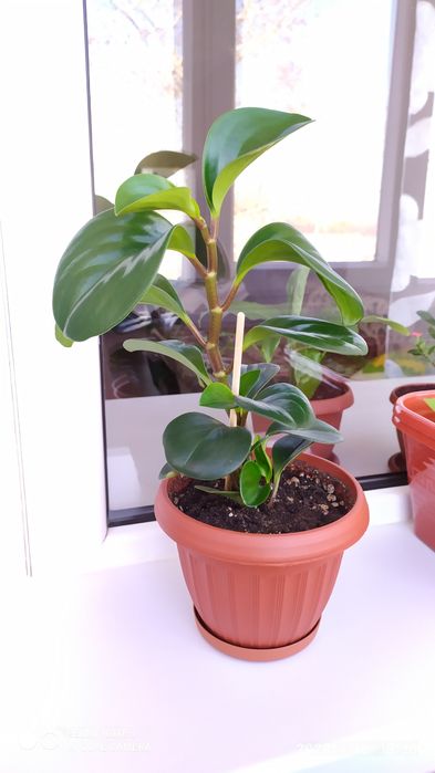 Продам Комнатные цветы