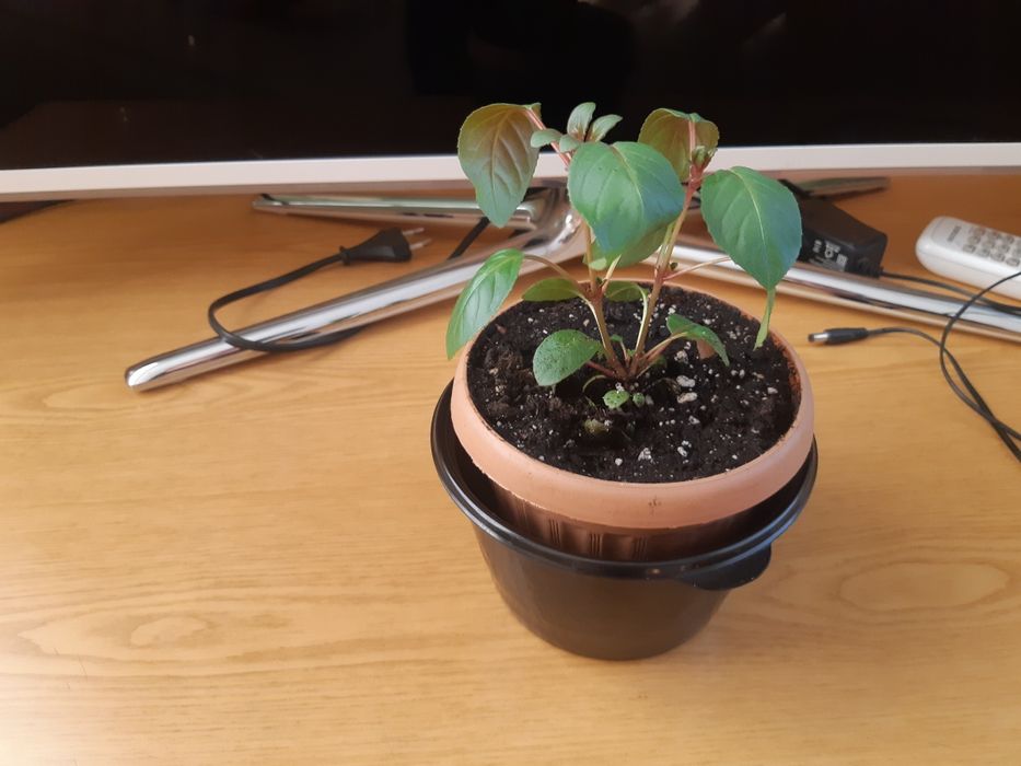 Клеродендрум, пахистахис, фуксия