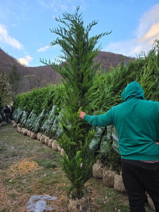 Leylandii chiparos ( Gard viu )