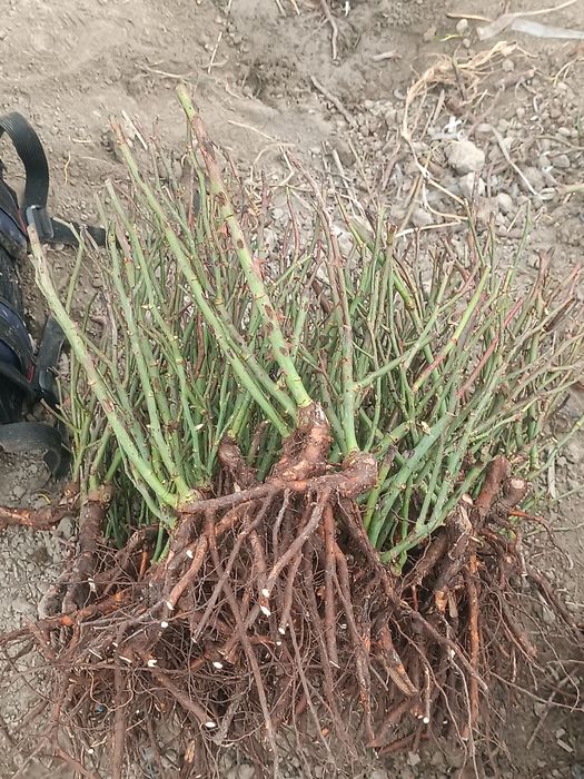 Atirgul ko'z ko'chatllari sotamiz issixonaga ekish uchun