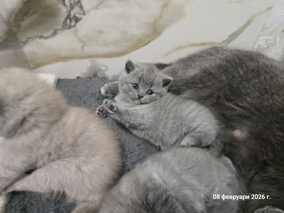 Британски котенца