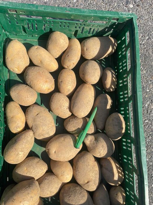 Vand cartofi consum,calitate extra