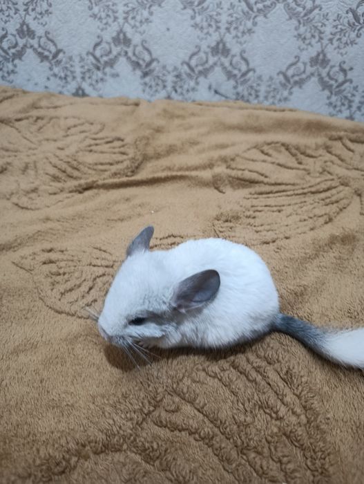 Продам шиншиллу девочку