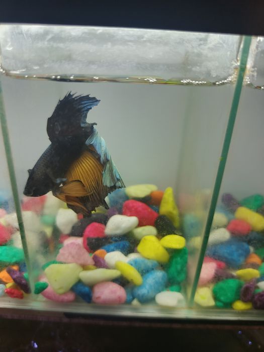 4 dona Betta, Petushok (Siyam jangchi) + Bo‘lingan akvarium | Tayyor t