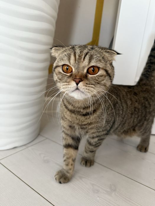 Кошка вислоухая британка