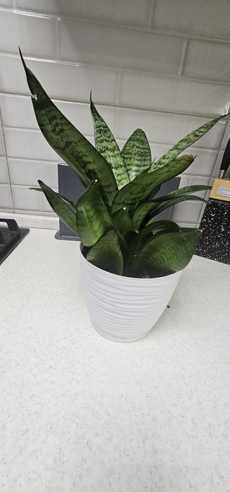 Продам комнатный цветок