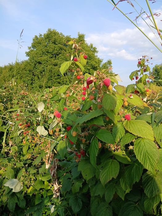 РАЗСАД Малини и Ягоди