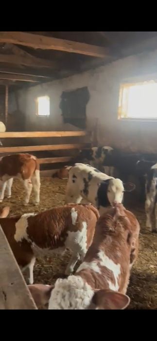 Vand Vitei intarcati si semi-intarcati