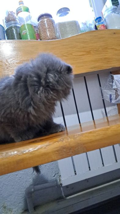 Mushuk sotiladi narxini kelishamiz